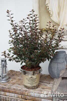 Редкие растения