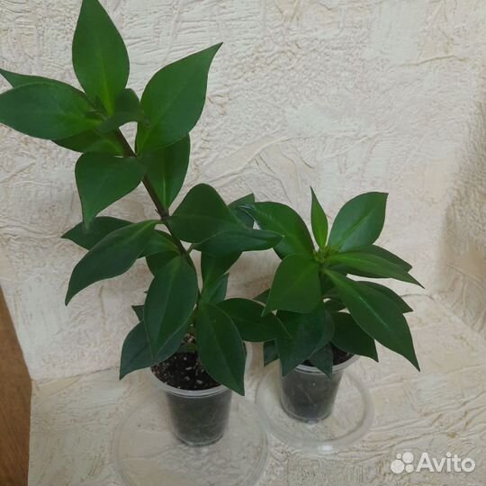 Эсхинантус Жар-Птица