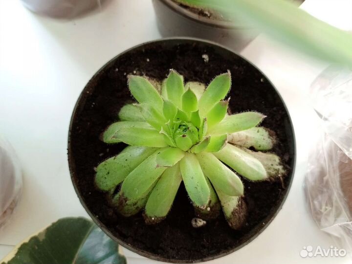 Комнатные цветы