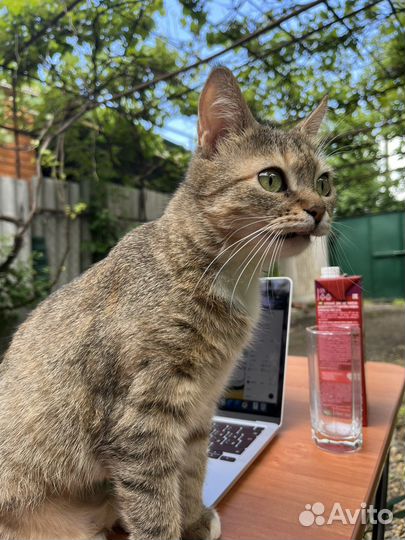 Кошка-мышеловка