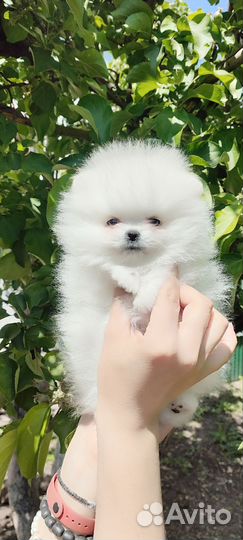 Померанский шпиц мини