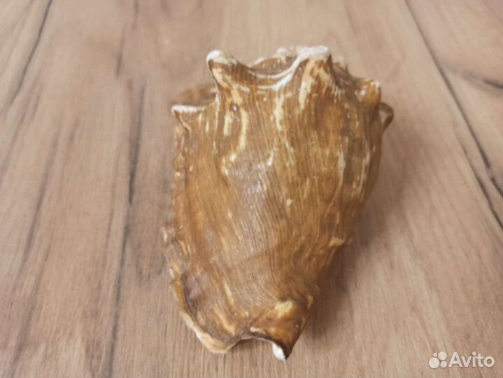 Морская раковина