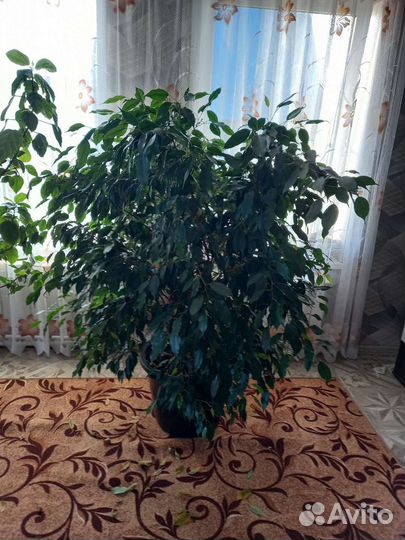 Фикус бенджамина большой
