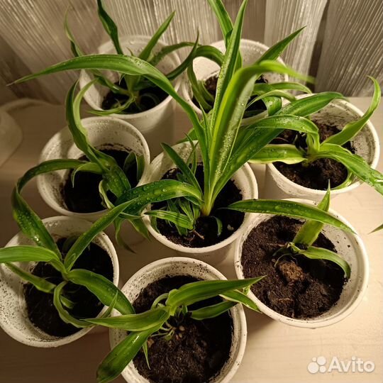 Хлорофитум детки