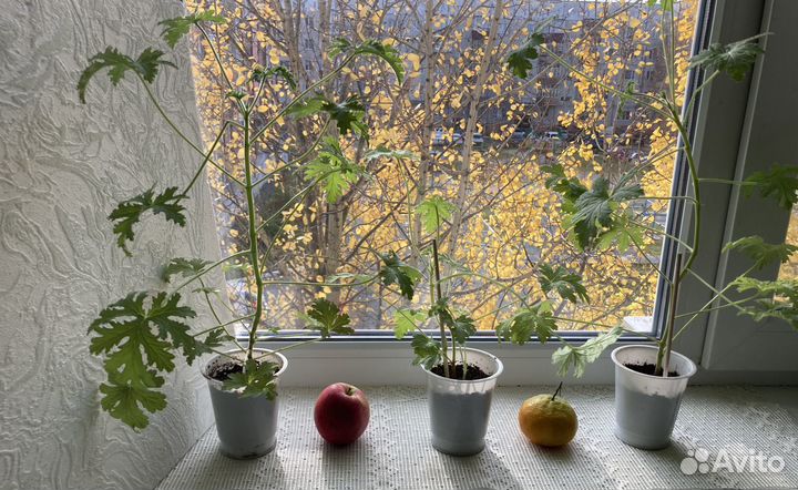 Герань / пеларгония душистая