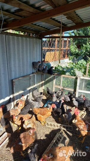 Петушки молодые