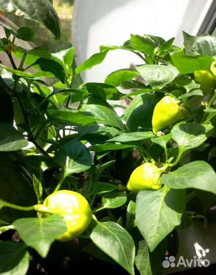 Рассада сладкого перца