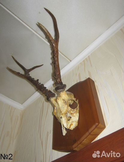 Рога косули с черепом