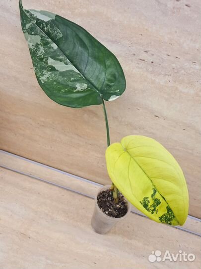 Сингониум Чиапенсе вар