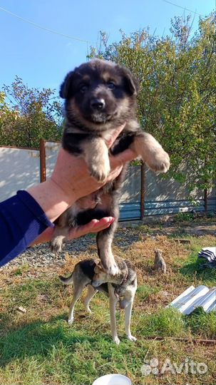 Двортерьер в добрые руки