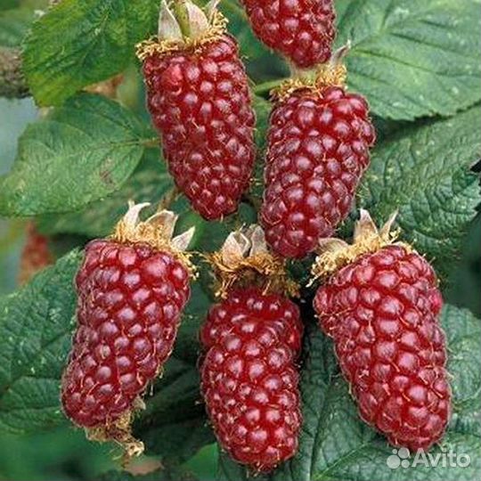 Ежемалина Тайбери саженец