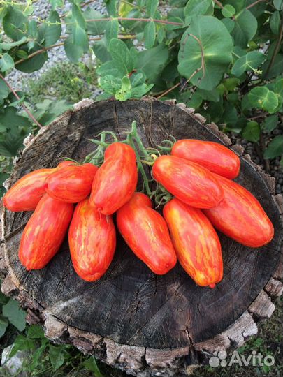 Семена Томатов