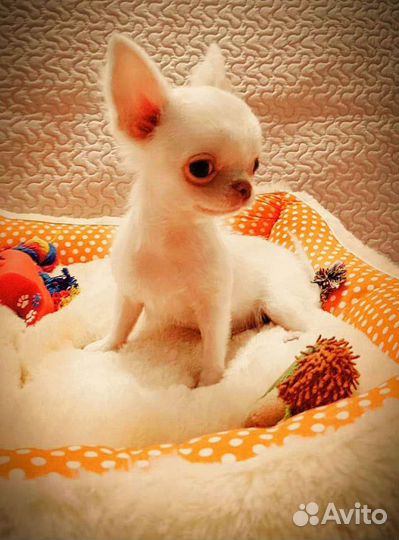 Мини мальчик