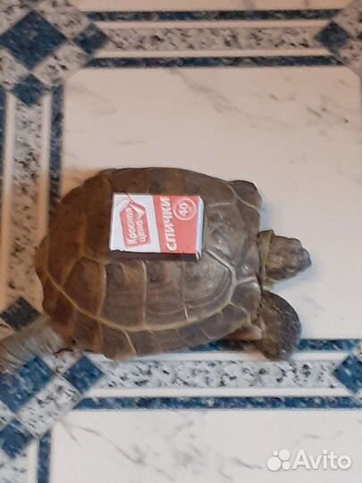 Черепаха сухопутная