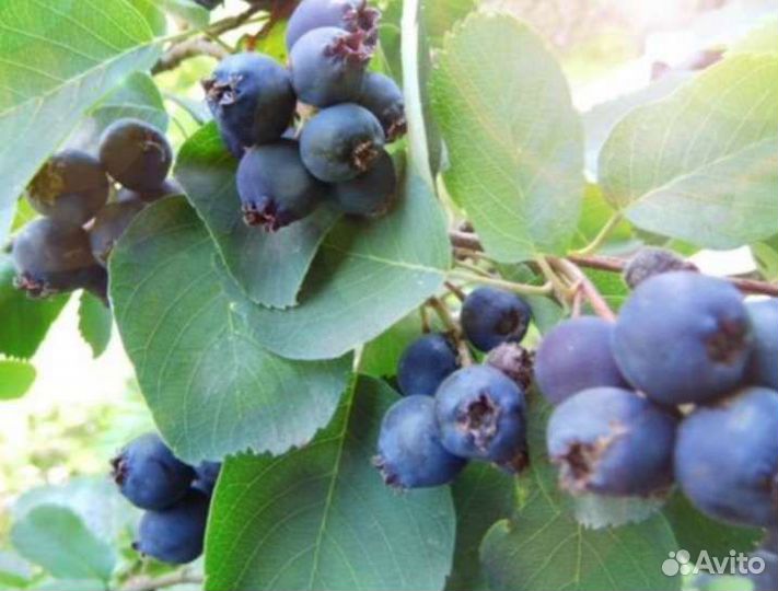 Жасмин махровый,Гортензия,цветущие кусты