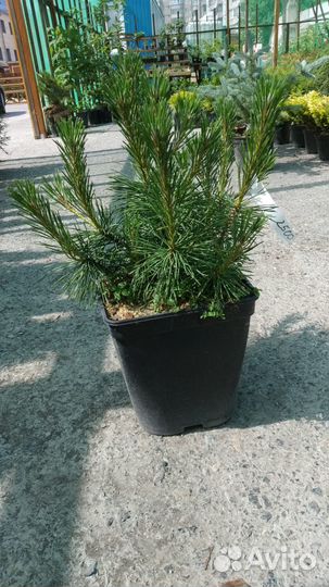 Саженцы горной сосны 