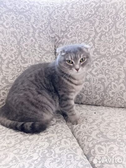 Кошка в дар бесплатно