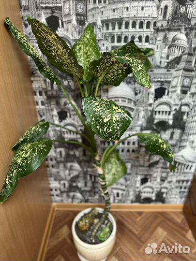 Диффенбахия