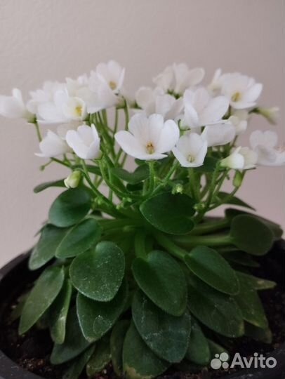 Фиалка Ле- Принцесса Лея