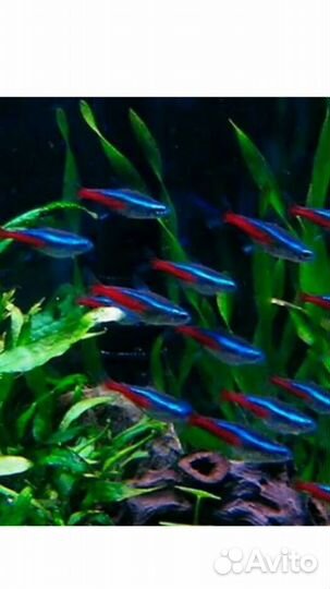 Неон голубой