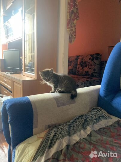 Котенок мальчик