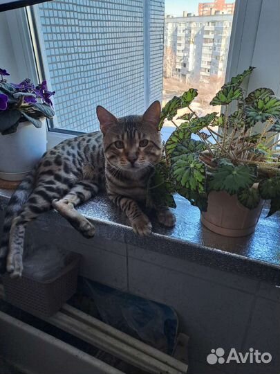 Бенгальский кот вязка