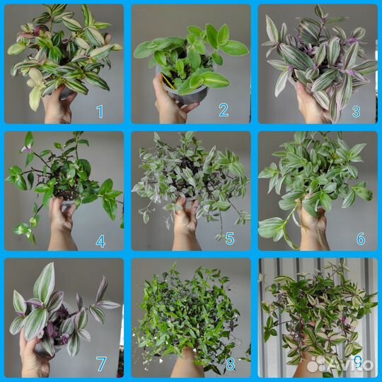 Традесканция