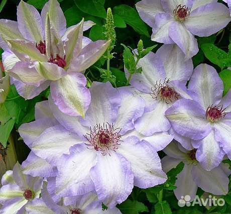Клематисы