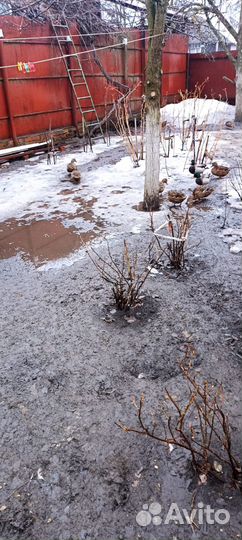 Утки подсадные для охоты