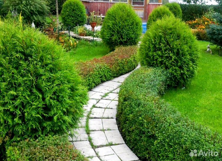 Туя западная Вудварди для ландшафтного дизайна