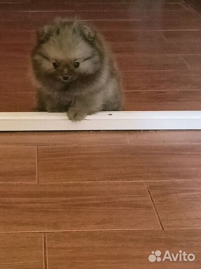 Щенки немецкого шпица