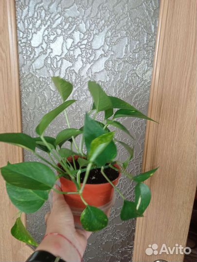 Сциндапсус золотистый, бегония