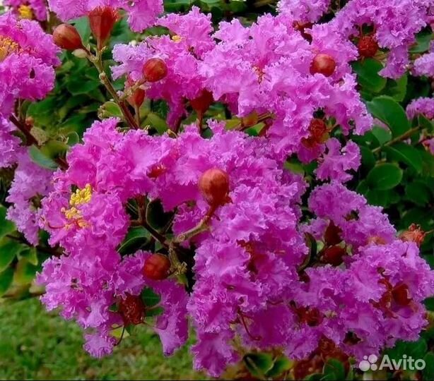 Лагерстремия (индийская сирень)
