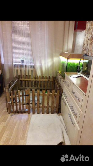 Вальтер для щена или мелкого пёсика