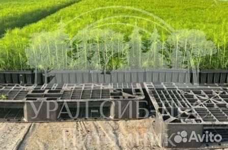 Предзаказ Лиственница Сибирская зкс сеянцы