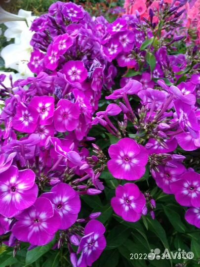 Флоксы, хризантемы, астильба