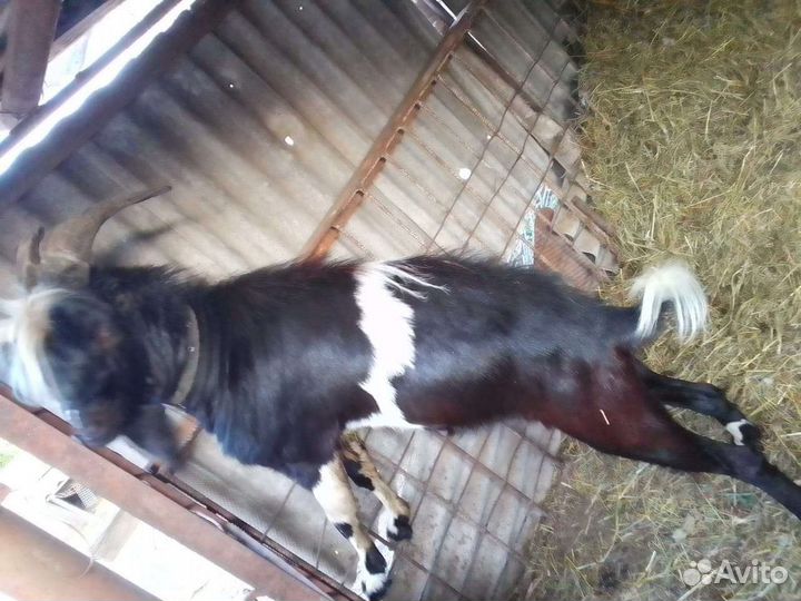 Козел Ламанча