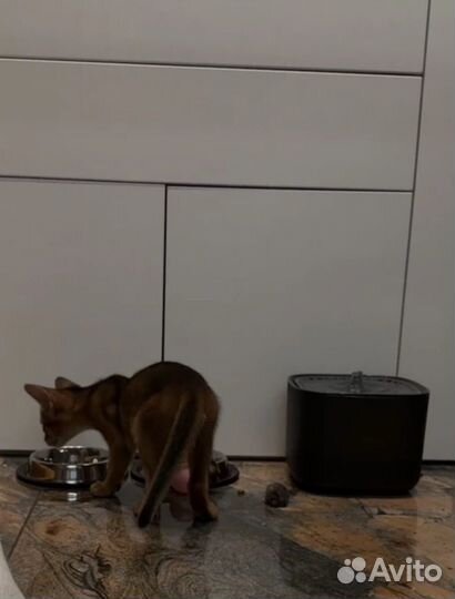 Поилка для животных автоматическая с фильтром