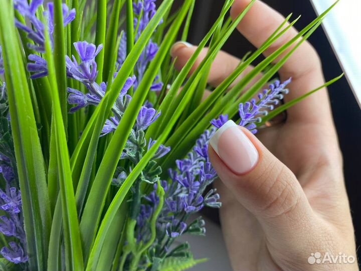 Лаванда в кашпо Икея