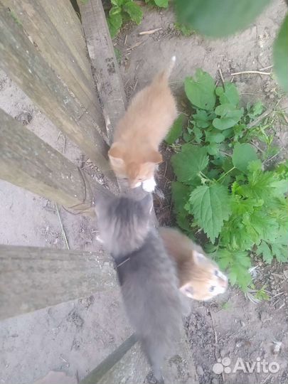 В добрые руки