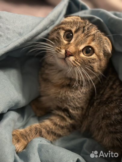 Вислоухая кошка москва