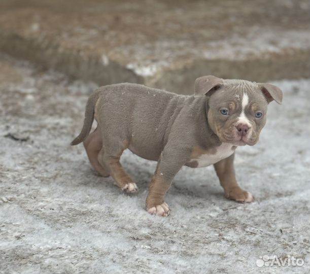Американский булли малышка
