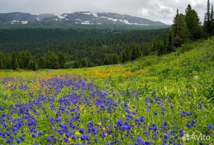 Мёд из Алтая опт