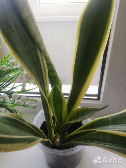 Сансевиерия