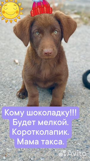 Собаки бесплатно