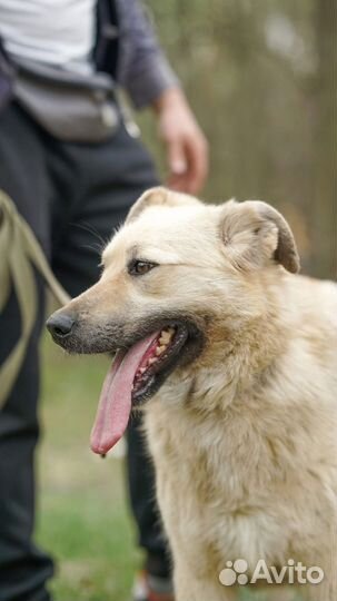 Собака в добрые руки