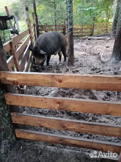 Свиньи, поросята