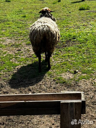 Баран Эдельбай