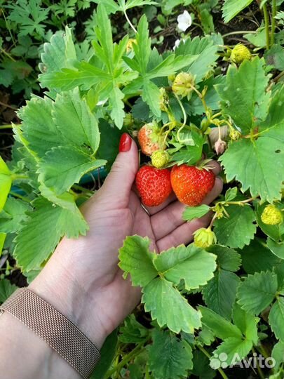 Клубника рассада