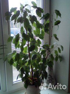 Продаётся Фикус Бенджамина